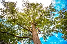 Reliable Fairfield, AL Tree Services Solutions