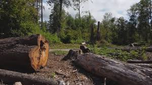 Best Firewood Processing and Delivery  in Fairfield, AL