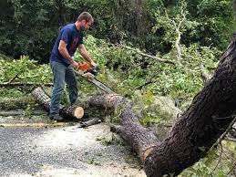 Best Utility Line Clearance  in Fairfield, AL