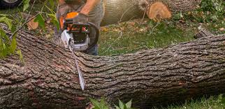 How Our Tree Care Process Works  in  Fairfield, AL